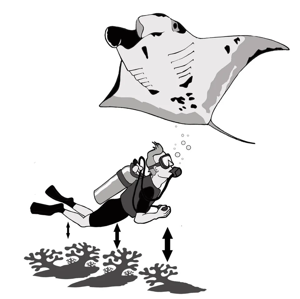 Manta Trust 守則第八步圖示：水肺潛水員低姿態貼近海床
