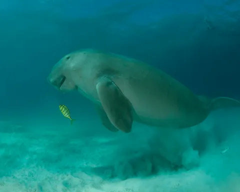 可愛肥滋滋的Dugong