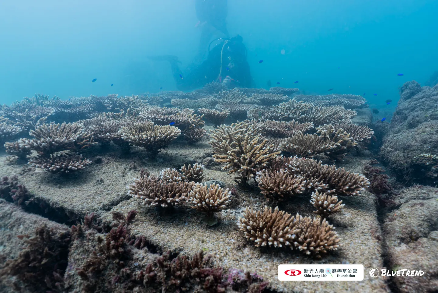 澎湖杭灣海底生物炭復育磚上長成的珊瑚，後方有一名潛水員