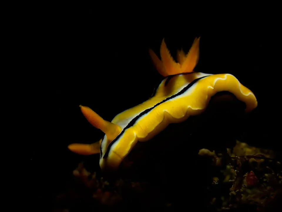 【海夏Dive Inn講堂】教你如何使用Olympus TG系列拍出黑背微距質感照