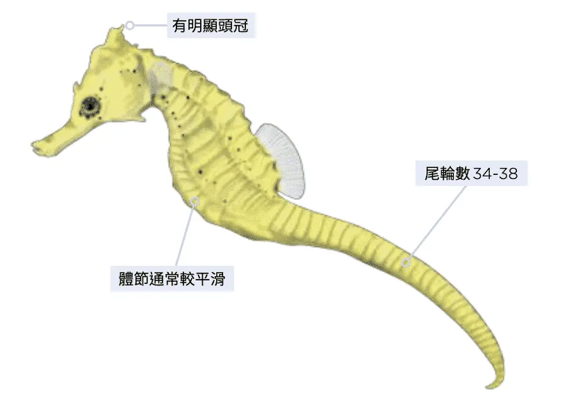 庫達海馬 海洋博物誌-北台灣篇