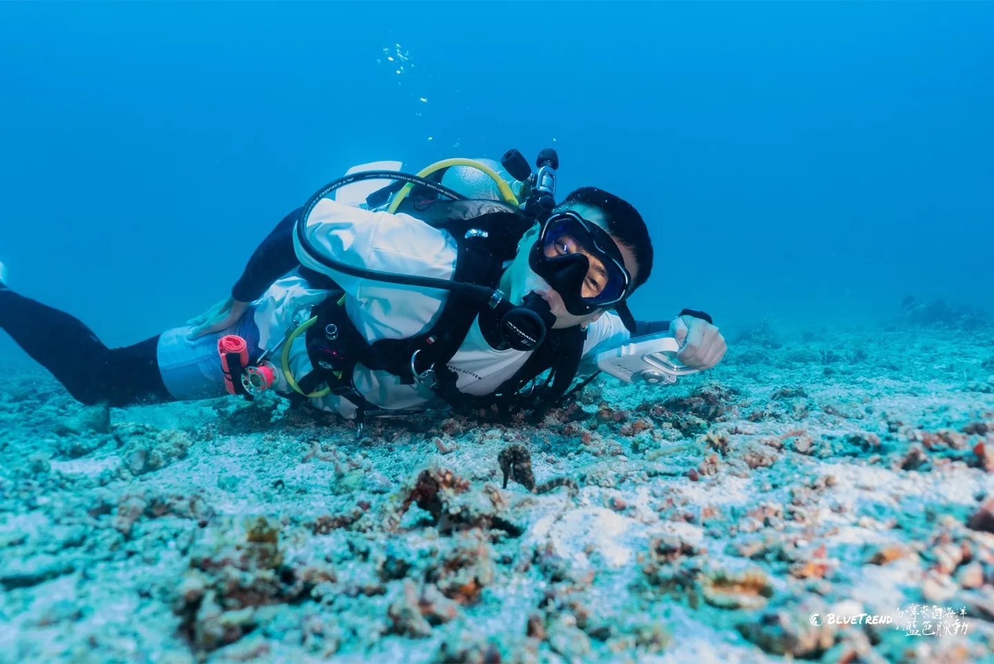 沙地上一隻懷孕海馬，肚子明顯隆起