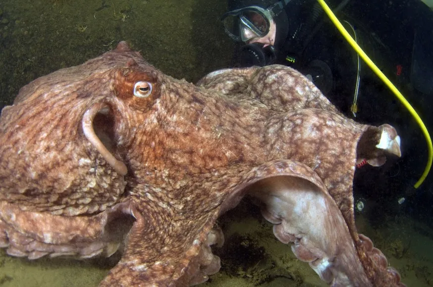 美國潛水 scubadiverlife.com