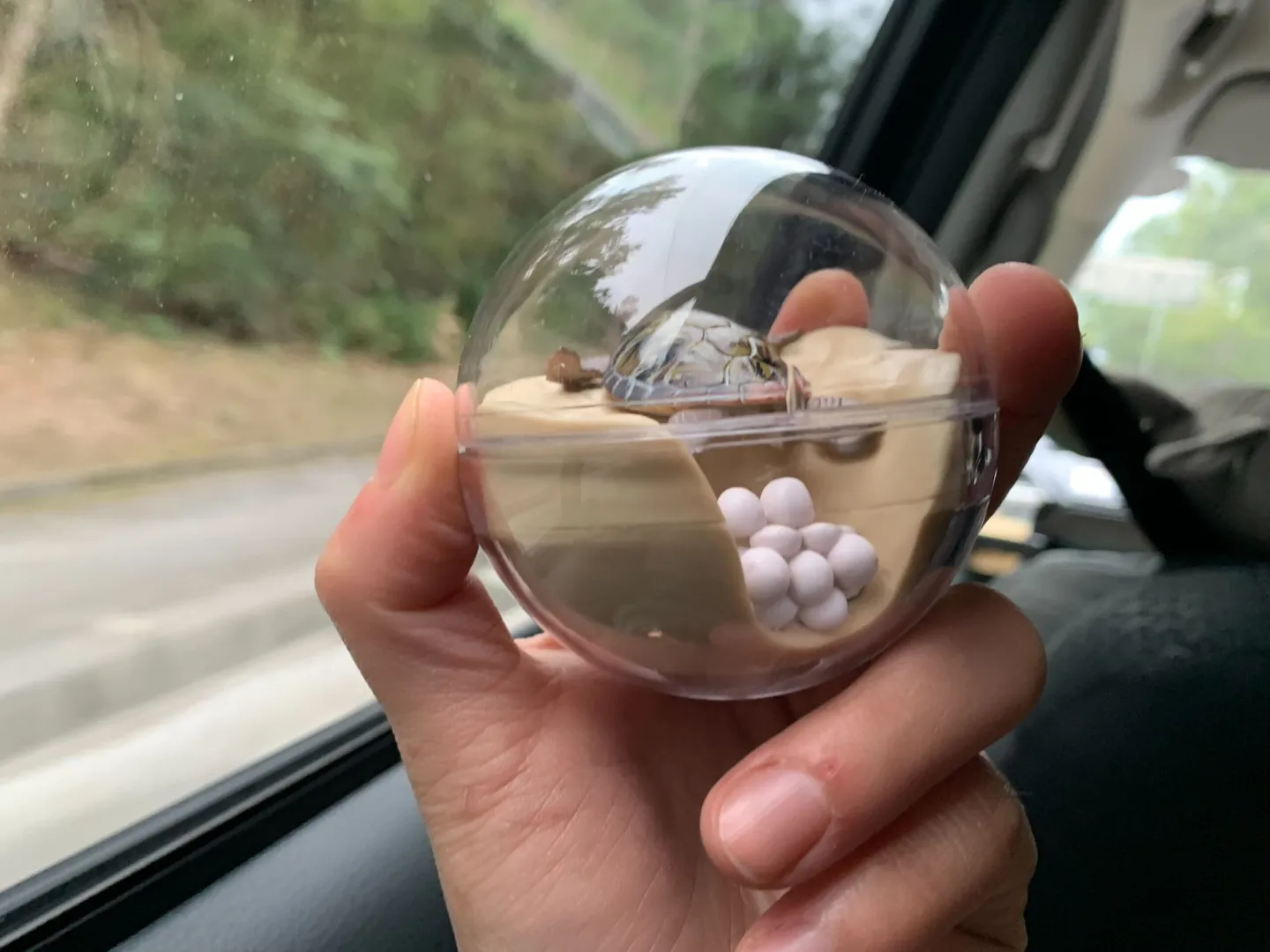 A sea turtle egg-laying gashapon won outside Okinawa Churaumi Aquarium