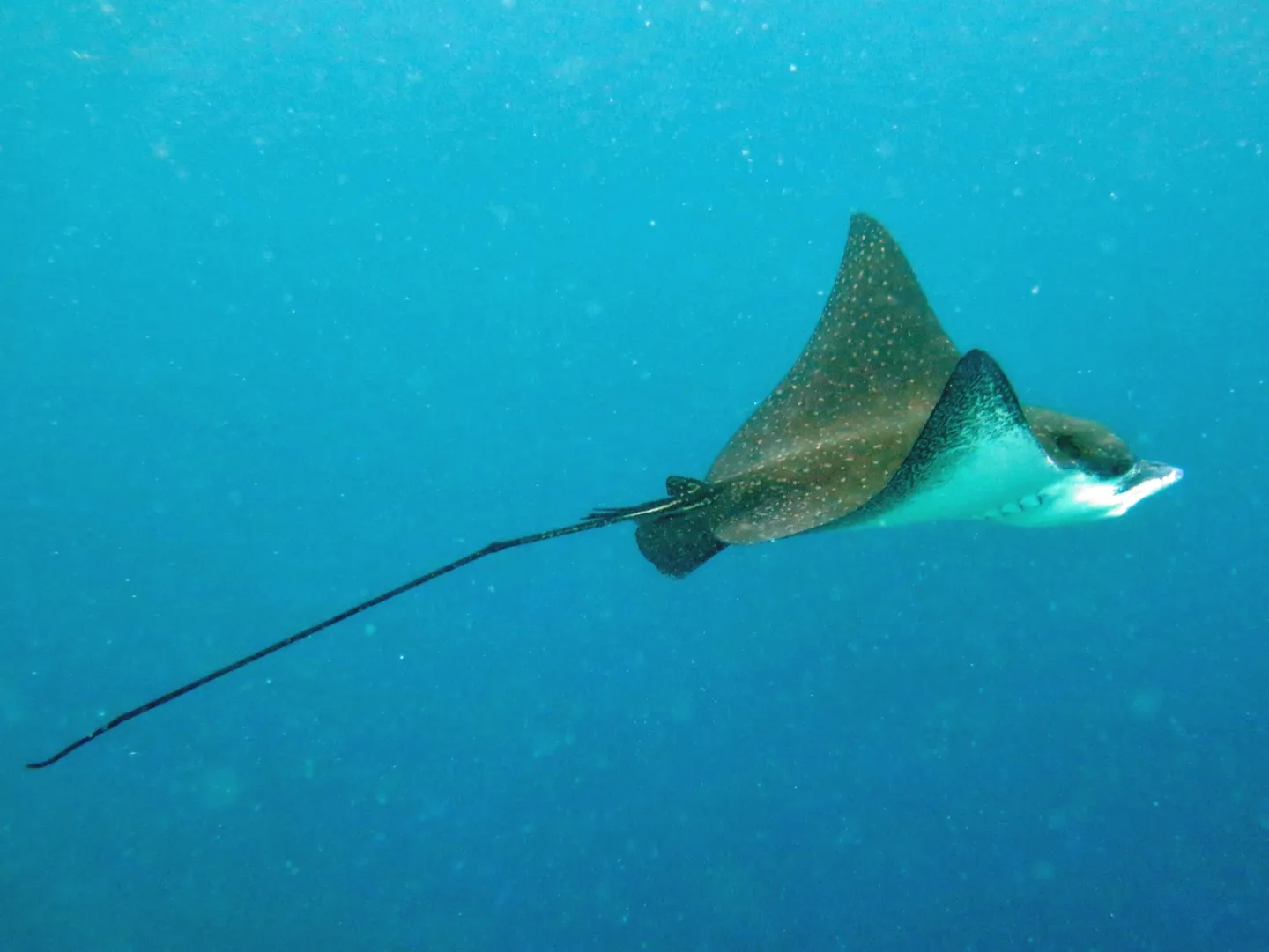 雪花鴨嘴燕魟 Aetobatus ocellatus 在水中側面游動，突出的鴨嘴尖吻、滿背白點與細長鞭狀尾巴清晰可見
