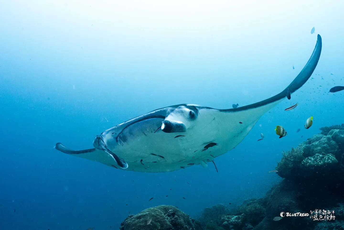 【Palau】First Dive into Palau's Top 3 Dive Sites: Blue Hole, Blue Corner & German Channel — A Warm-Up for Spawn Diving