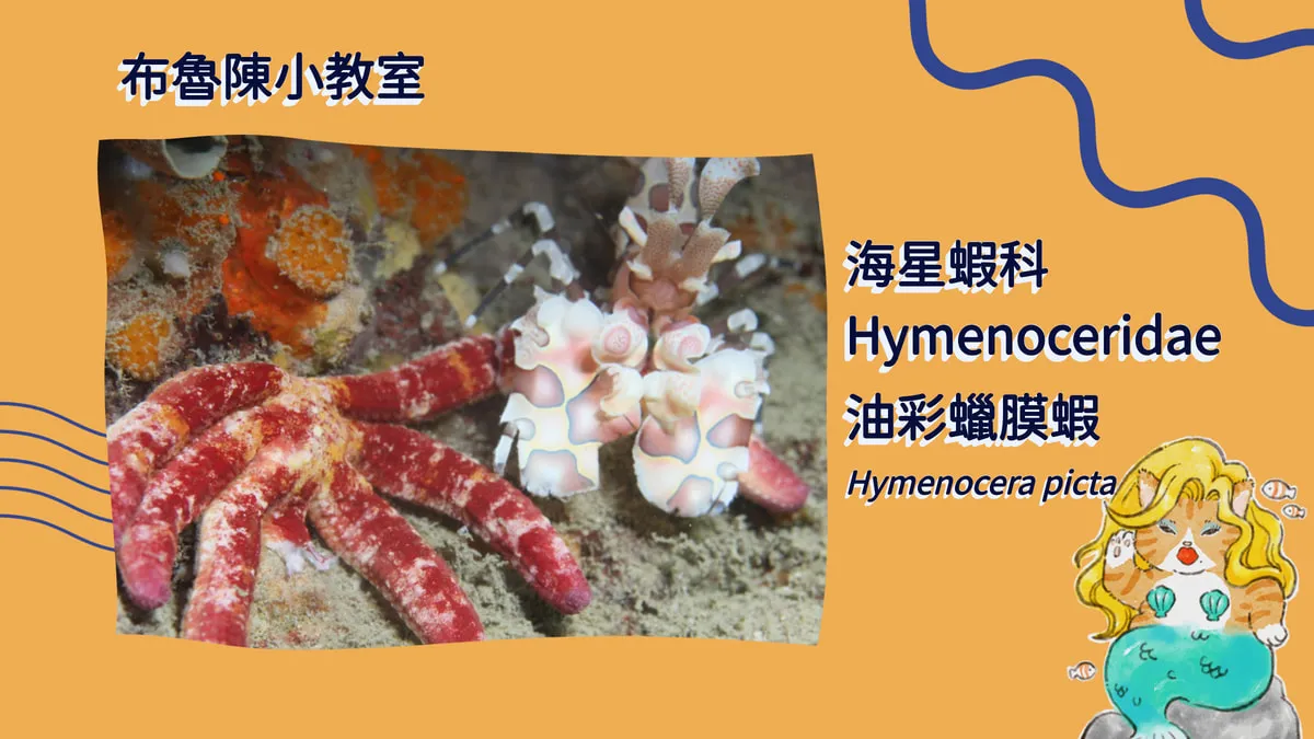 【布魯小教室】海星殺手、最毒美蝦，一生專情的油彩蠟膜蝦