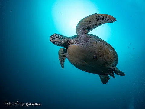 海洋保育法重點一次看！政院通過海保法草案，力促立院排審三讀
