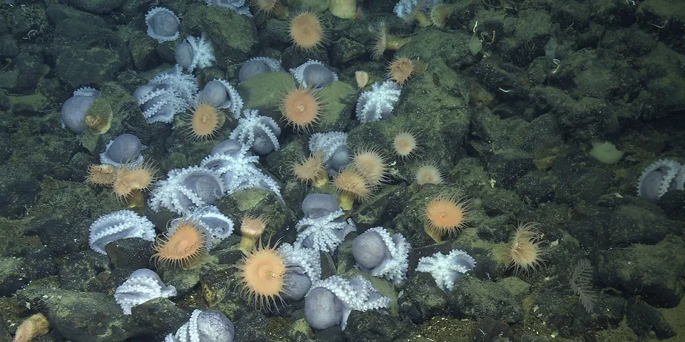 科學家發現加州深海「章魚花園」 逾2萬隻章魚群聚海底溫泉創造生態綠洲