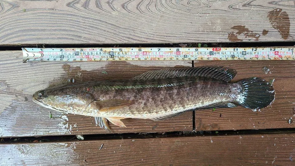 外來魚種
