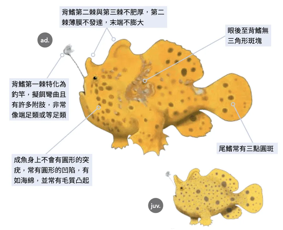海洋博物誌 娃娃魚 花斑躄魚