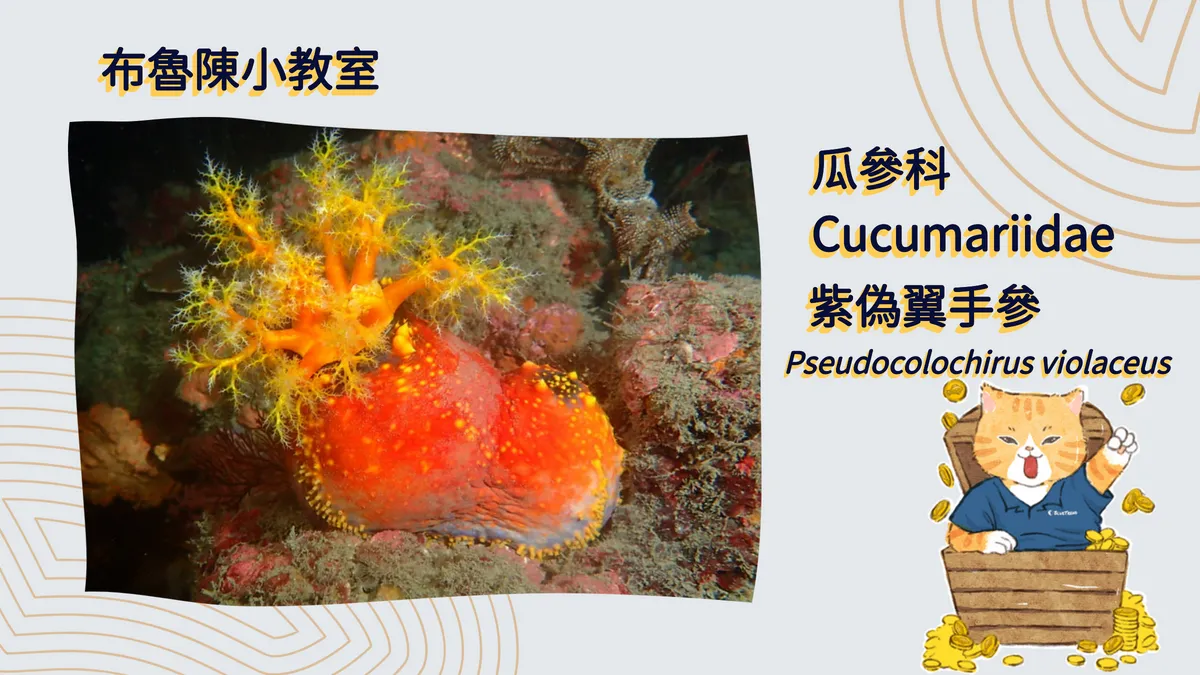 【布魯小教室】最美海參-海蘋果，竟是海中的隱藏核彈？
