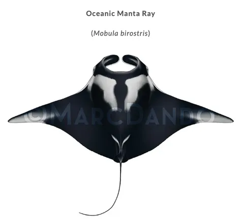 大洋鬼蝠魟 Mobula birostris 背面辨識圖，白色肩斑在中央拼出黑色的 T 字