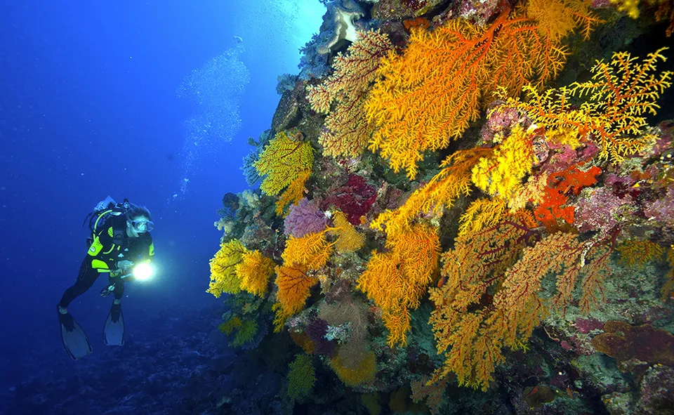 珊瑚海不只在周杰倫歌裡！澳洲 Coral Sea 船宿潛水 10 大頂級潛點