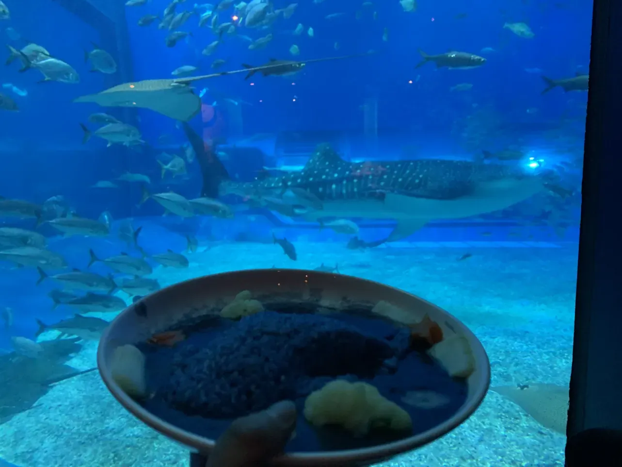 [Japan | Okinawa Land Tour] Afternoon Tea with Whale Sharks at Ocean Blue: 5 Must-Know Tips for Okinawa Churaumi Aquarium