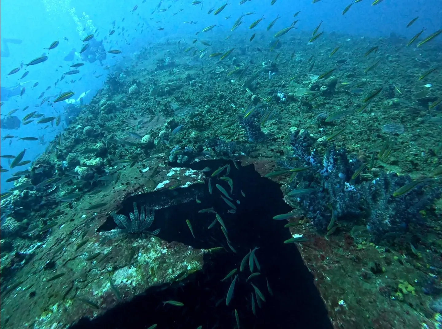 Blue Water Wreck 甲板破口，小魚群在洞口進出