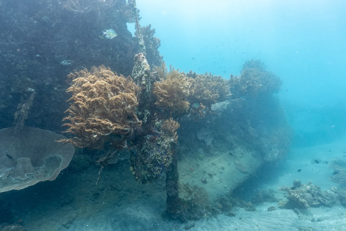 Japanese Wreck 軟珊瑚附著在殘骸結構上，光線透過水面灑下