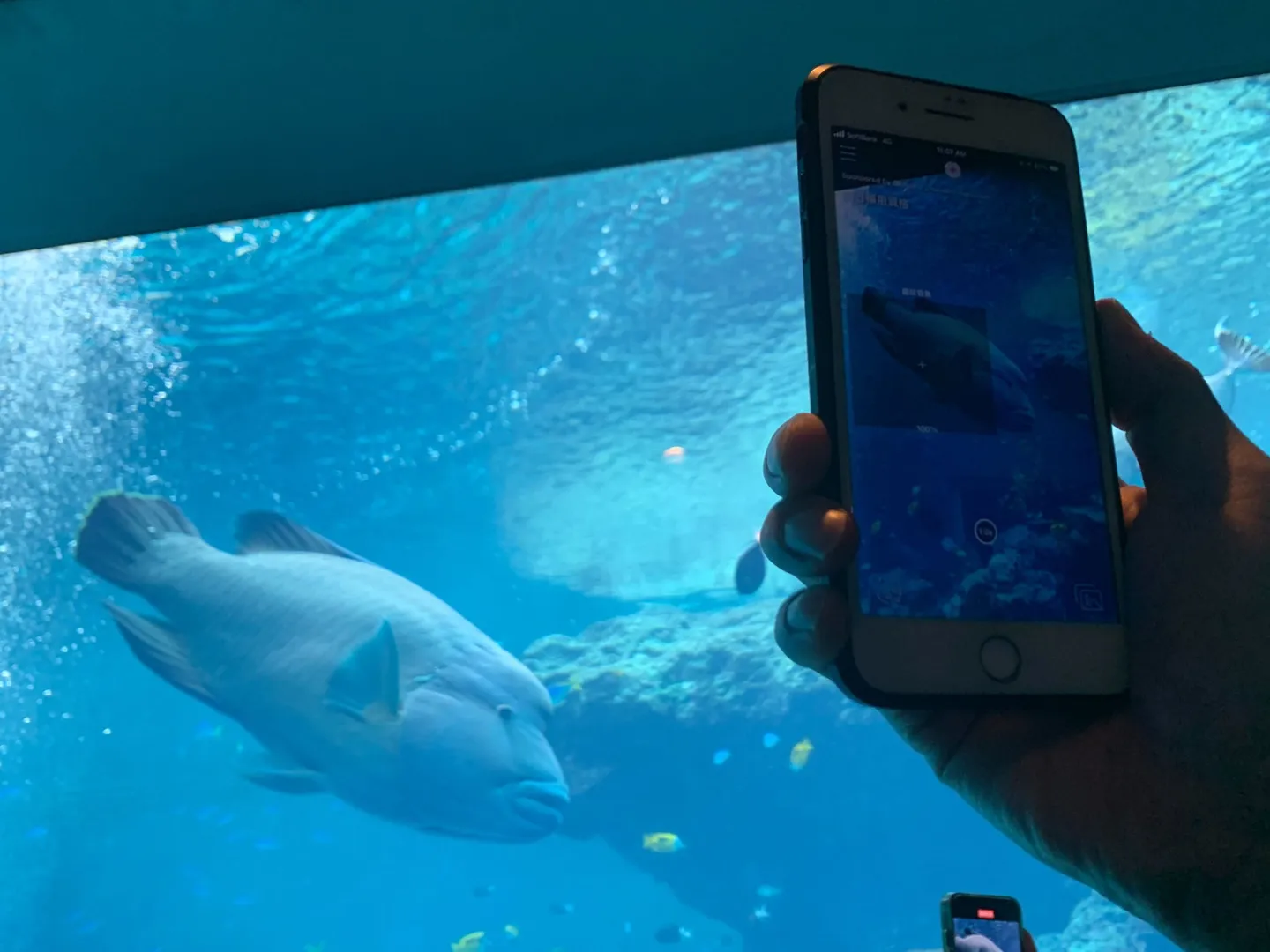 The scan-type AI field guide inside Okinawa Churaumi Aquarium