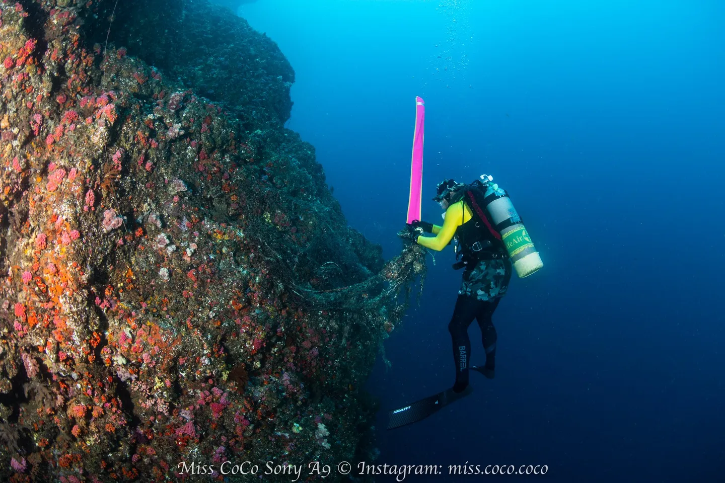 【魚苗放流、淨海停看聽 】你確定你是放生，還是殺生？！魚苗放流、淨海前該具備的觀念