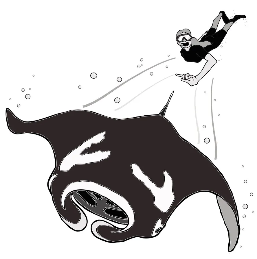 Manta Trust 守則第五步圖示：Manta 從身邊游過，潛水員不追逐