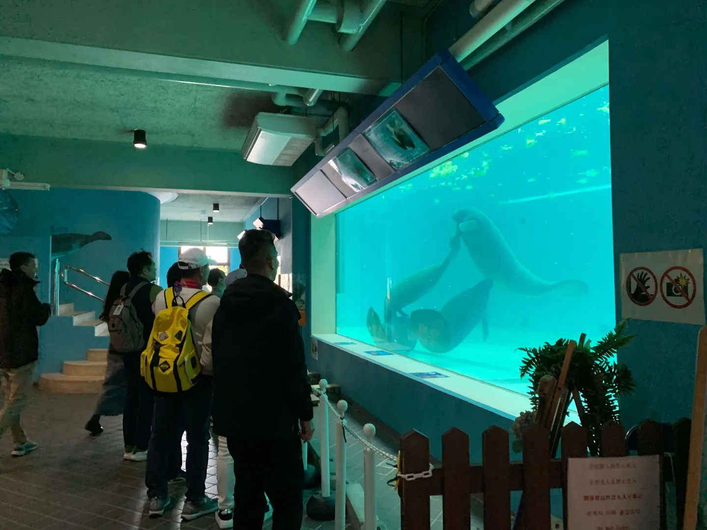 The manatee exhibit outside Okinawa Churaumi Aquarium