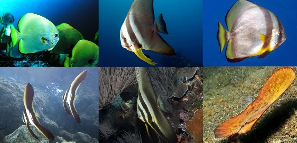 燕魚分類 海洋博物誌