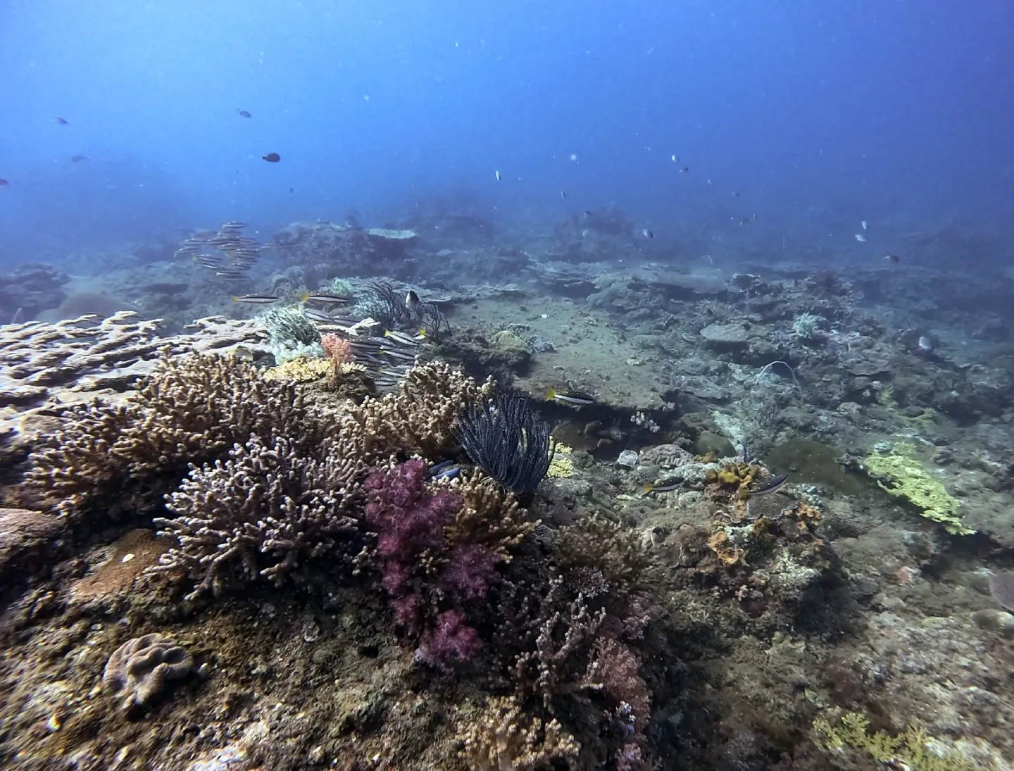 Abana West Point 健康硬珊瑚與礁魚景觀