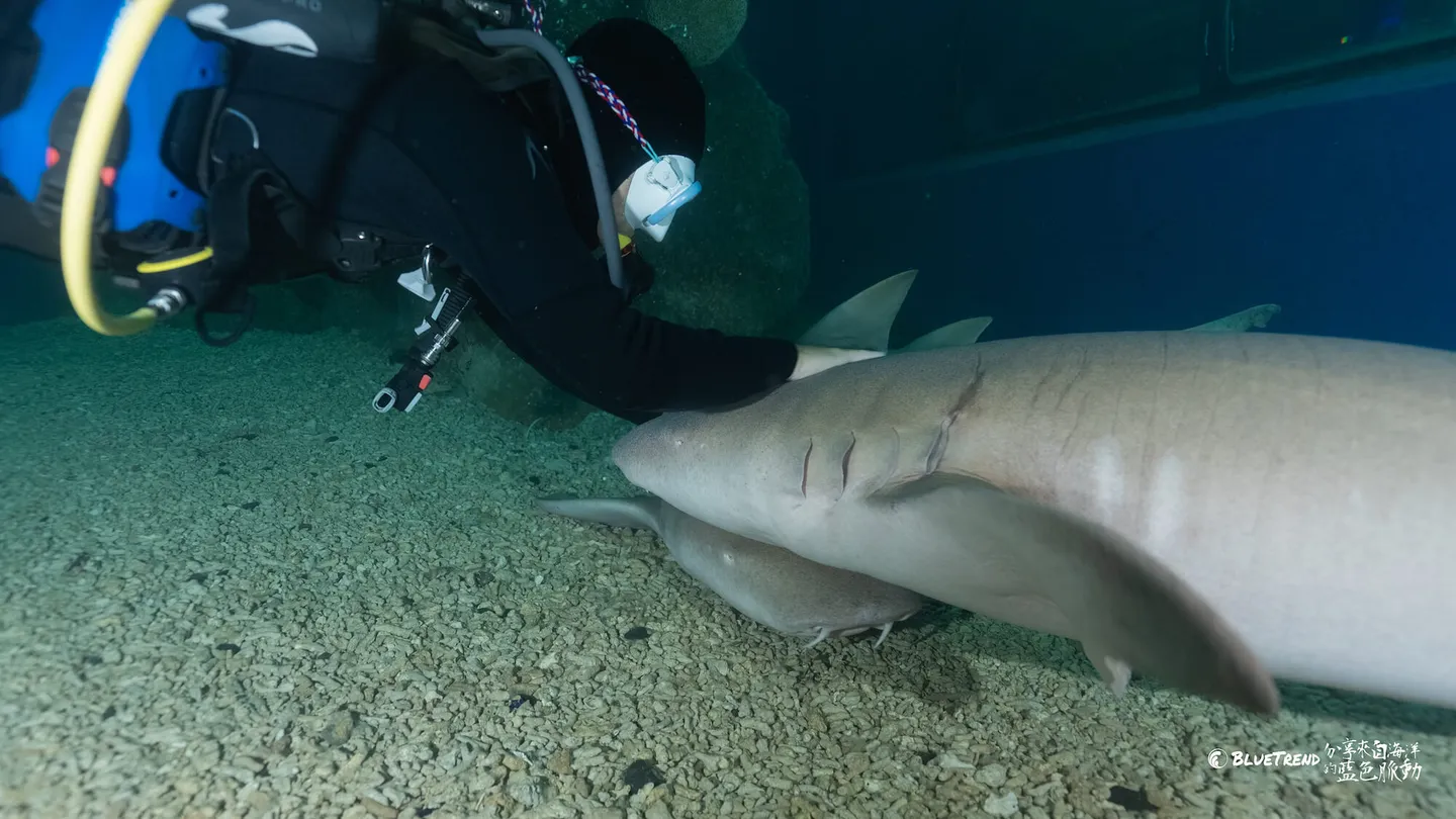 澎湖水族館 一日大洋潛水員