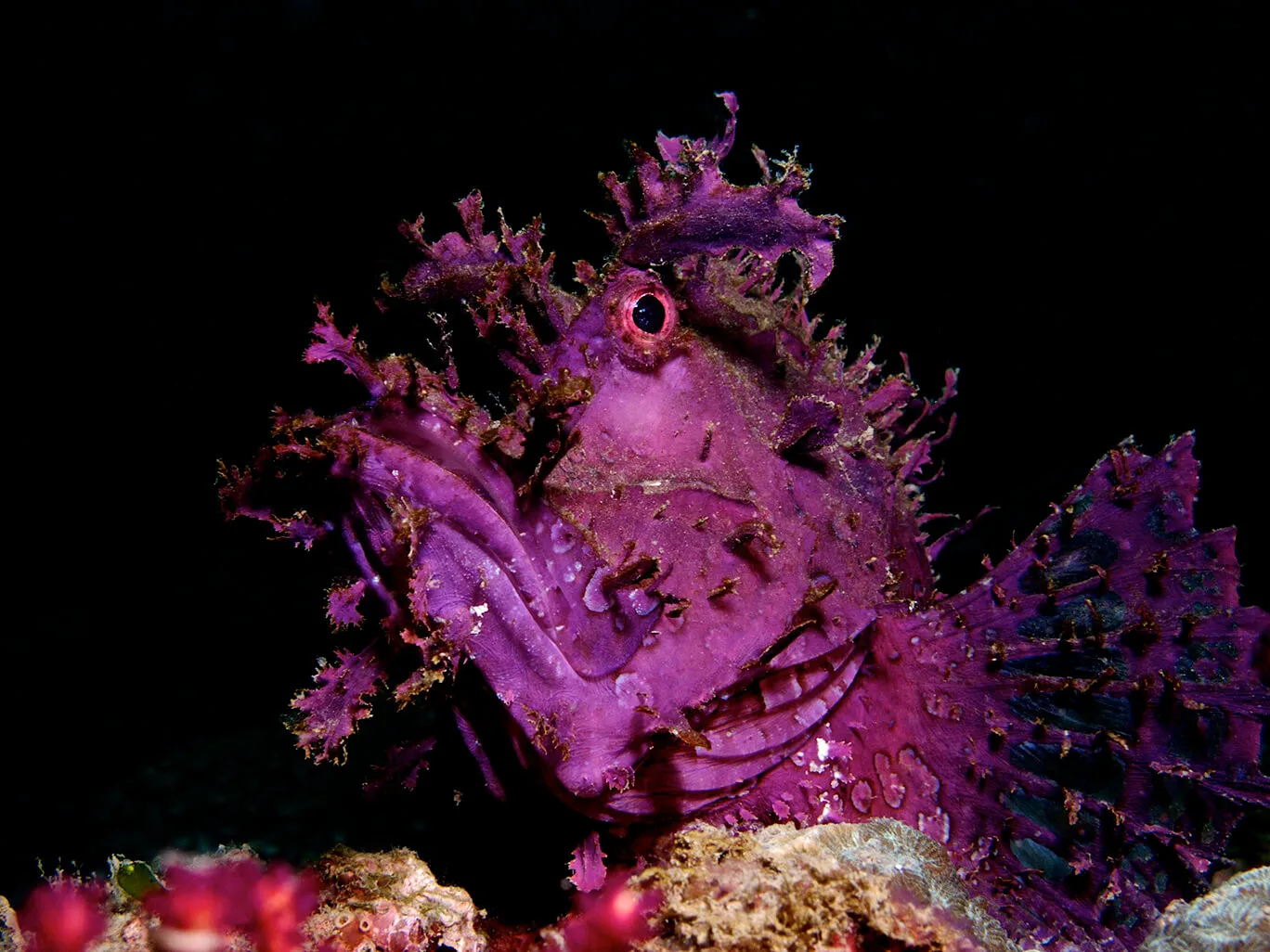 潛進台灣東北角水攝必看生物 - 金牌哥Marco