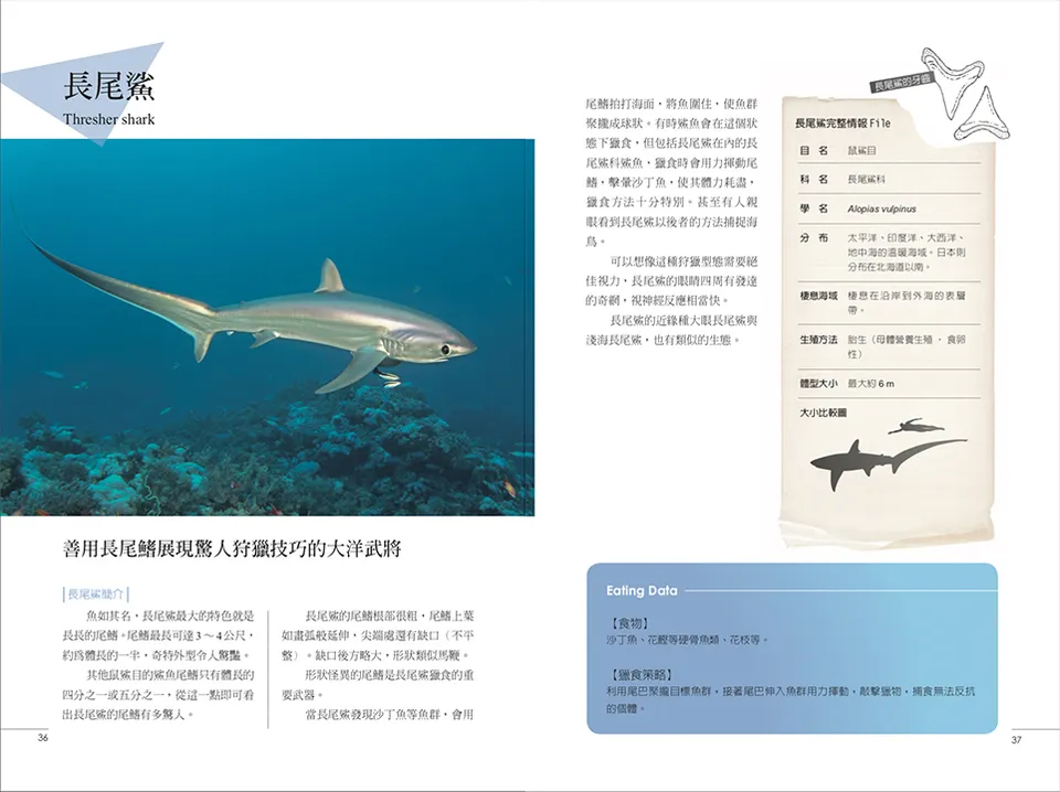 鯊魚圖鑑 shark