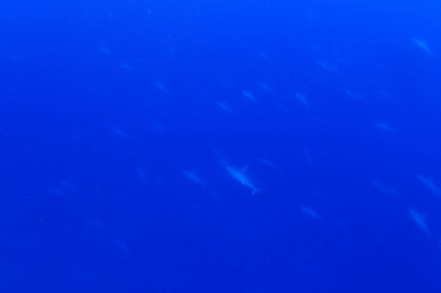 日本 沖繩 與那國 潛水 錘頭鯊 海底遺跡