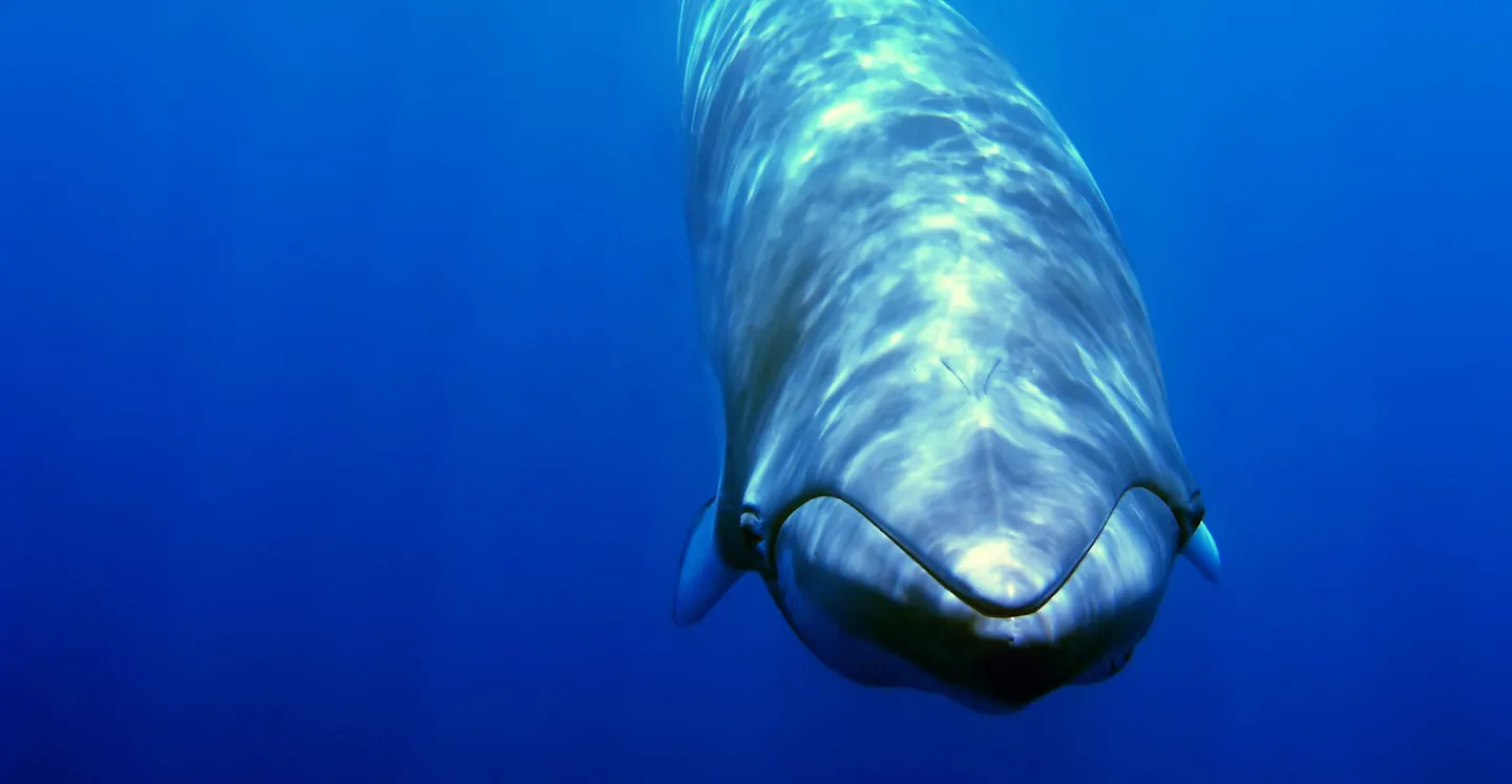 Swimming with Minke Whales on the Great Barrier Reef — Australia's Ultimate Dream Voyage