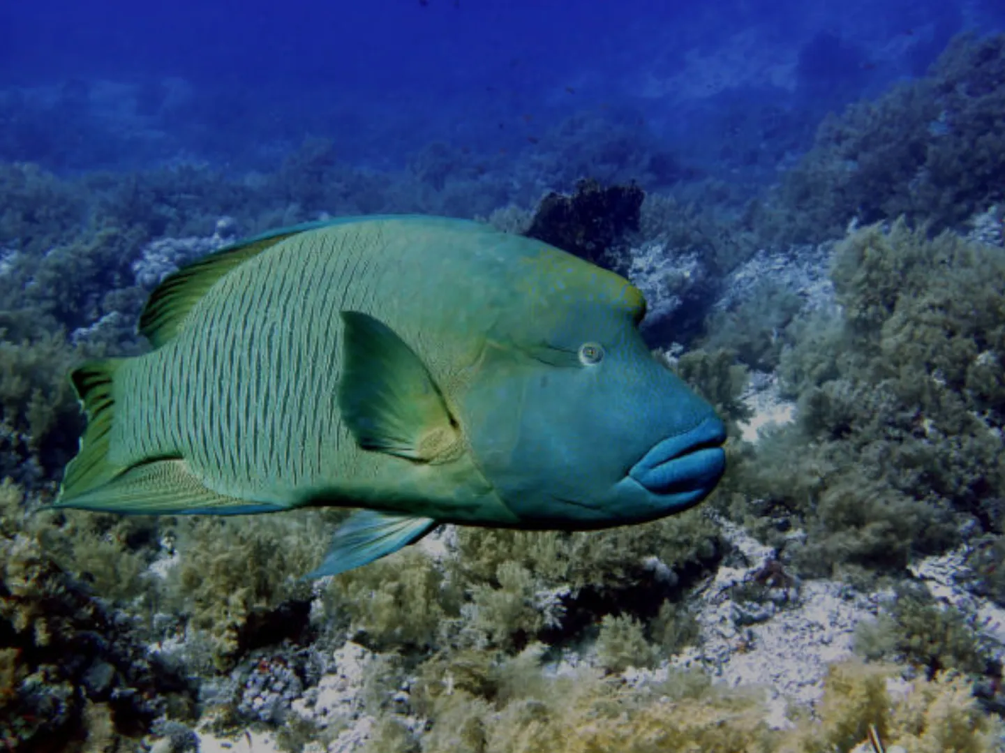 獵捕蘇眉魚「用釣的」無罪，瀕臨物種保衛戰，法與罰難在哪？
