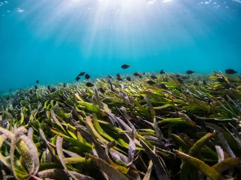海洋裡的「草原」消失中？海草床對氣候為何重要？