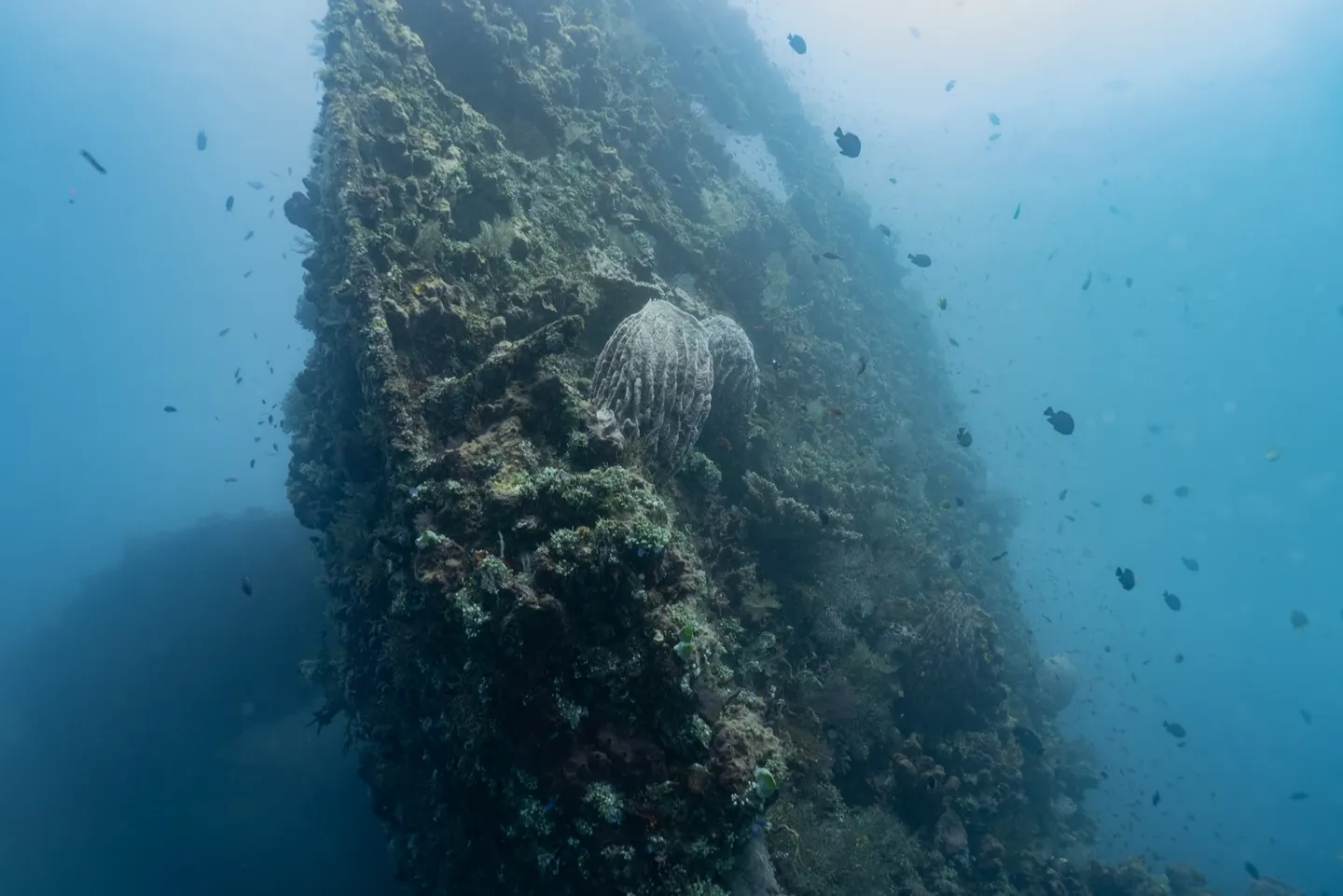 自由號沉船船體覆滿珊瑚與桶狀海綿，魚群在四周盤旋