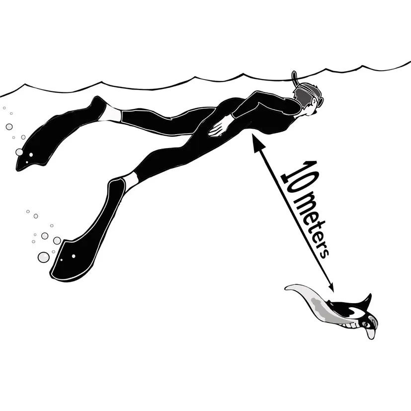 Manta Trust 守則第一步圖示：自由潛水員在水面與下方的 Manta 保持 10 公尺距離