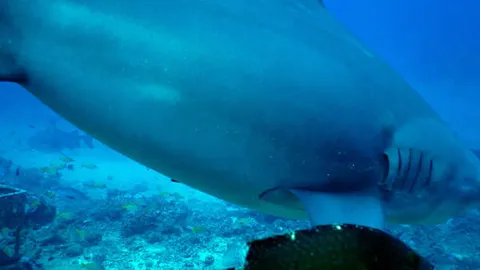 斐濟 潛水 虎鯊 tiger shark diving scuba