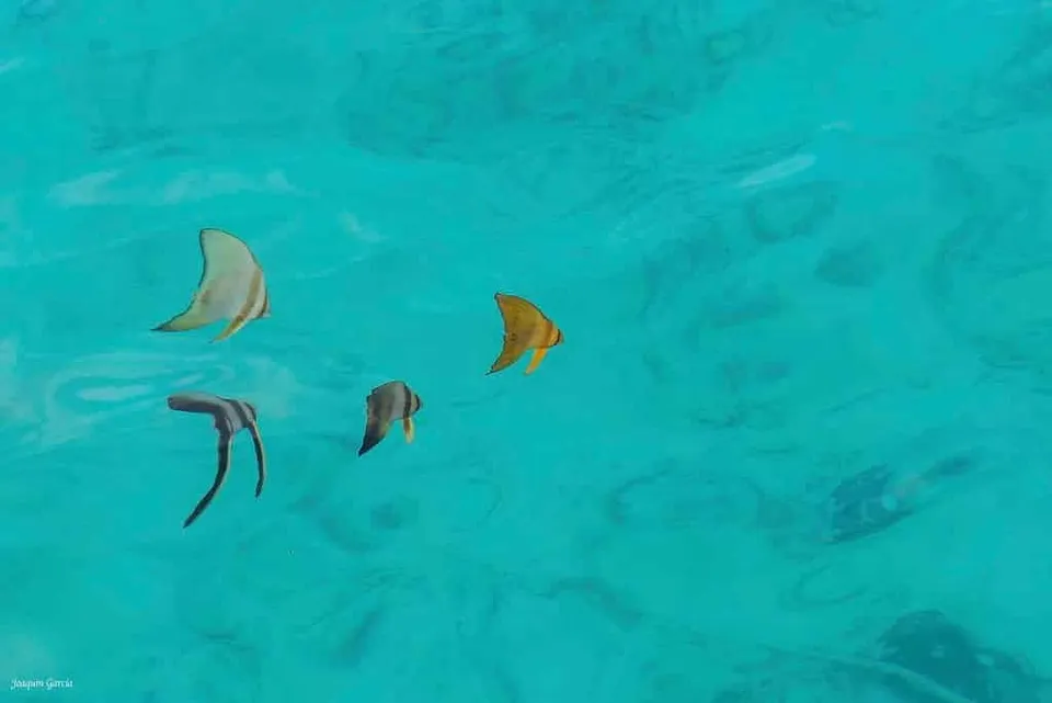 燕魚分類 海洋博物誌